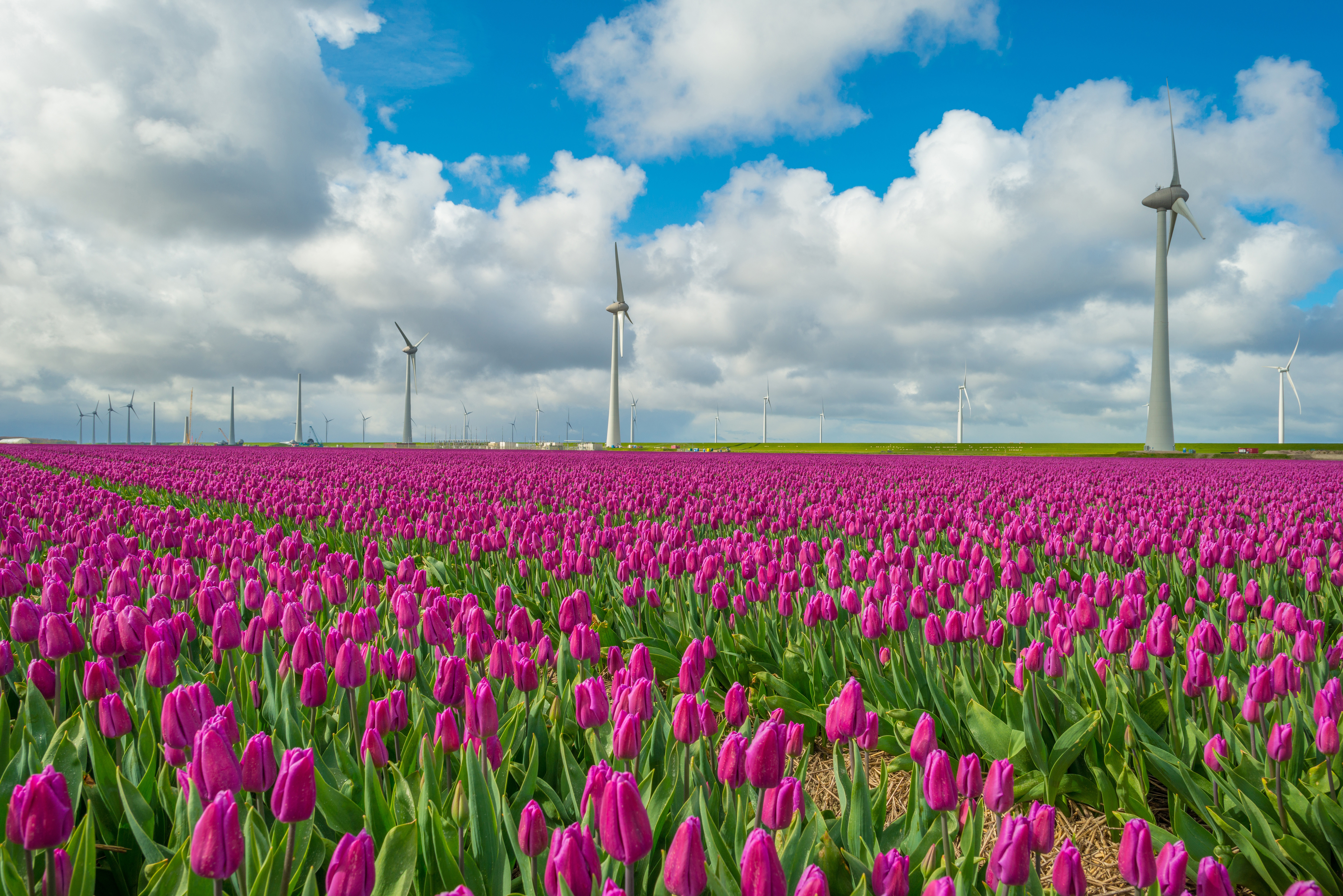 Tulpenroute Flevoland 2024