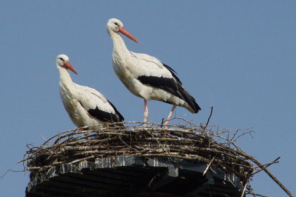 Natuurpark Lelystad