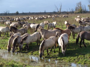 Oostvaardersplassen