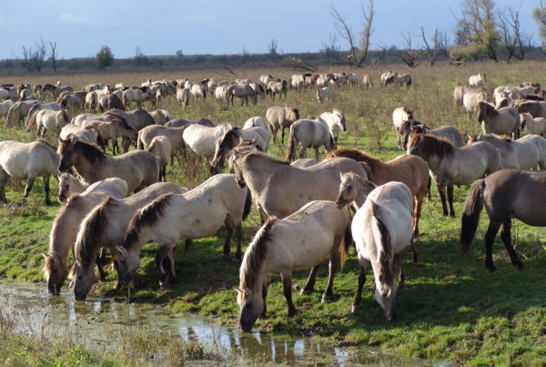 Oostvaardersplassen