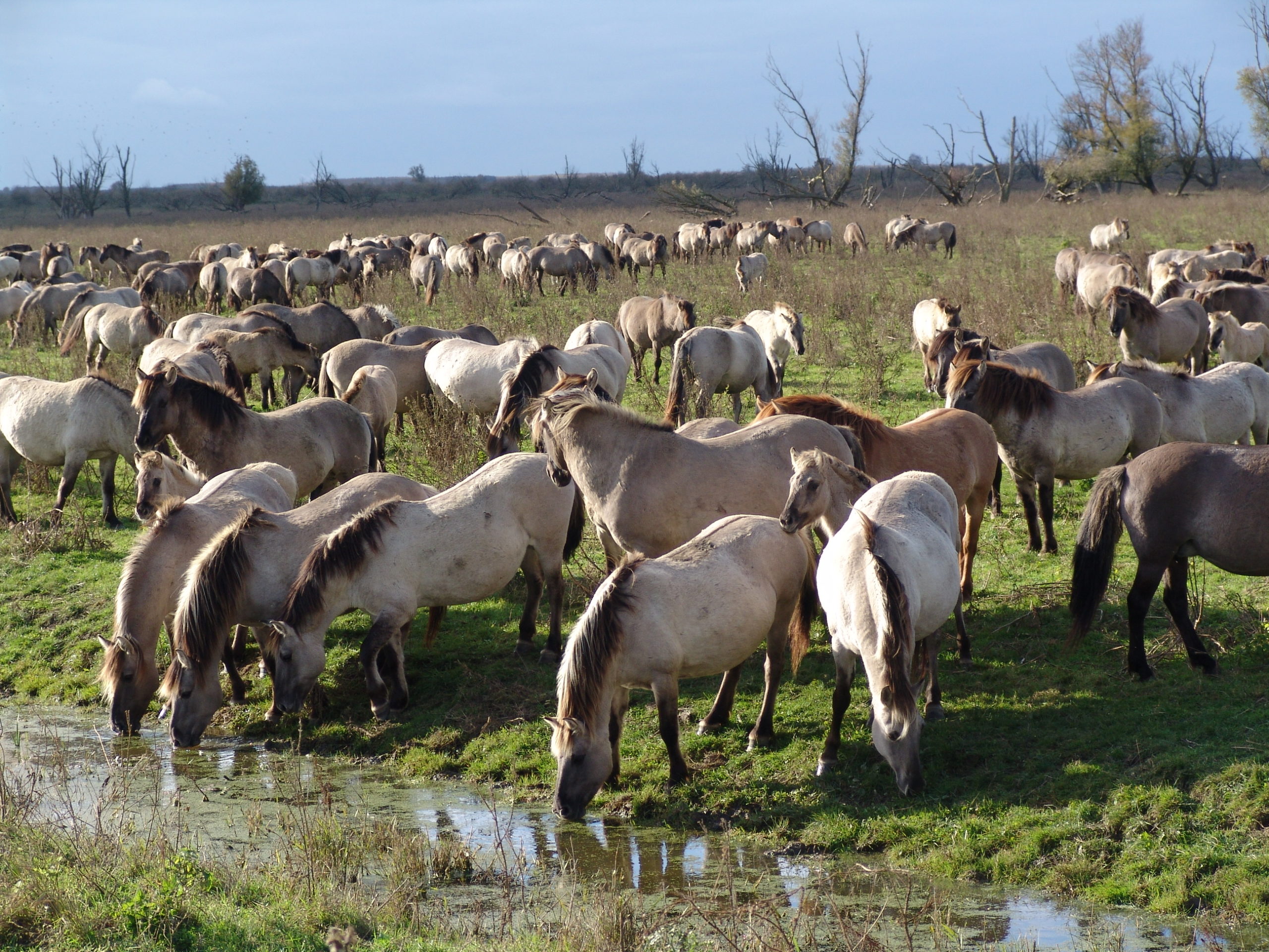 Oostvaardersplassen