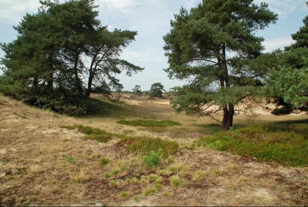 Nationaal Park Drents Friese Wold