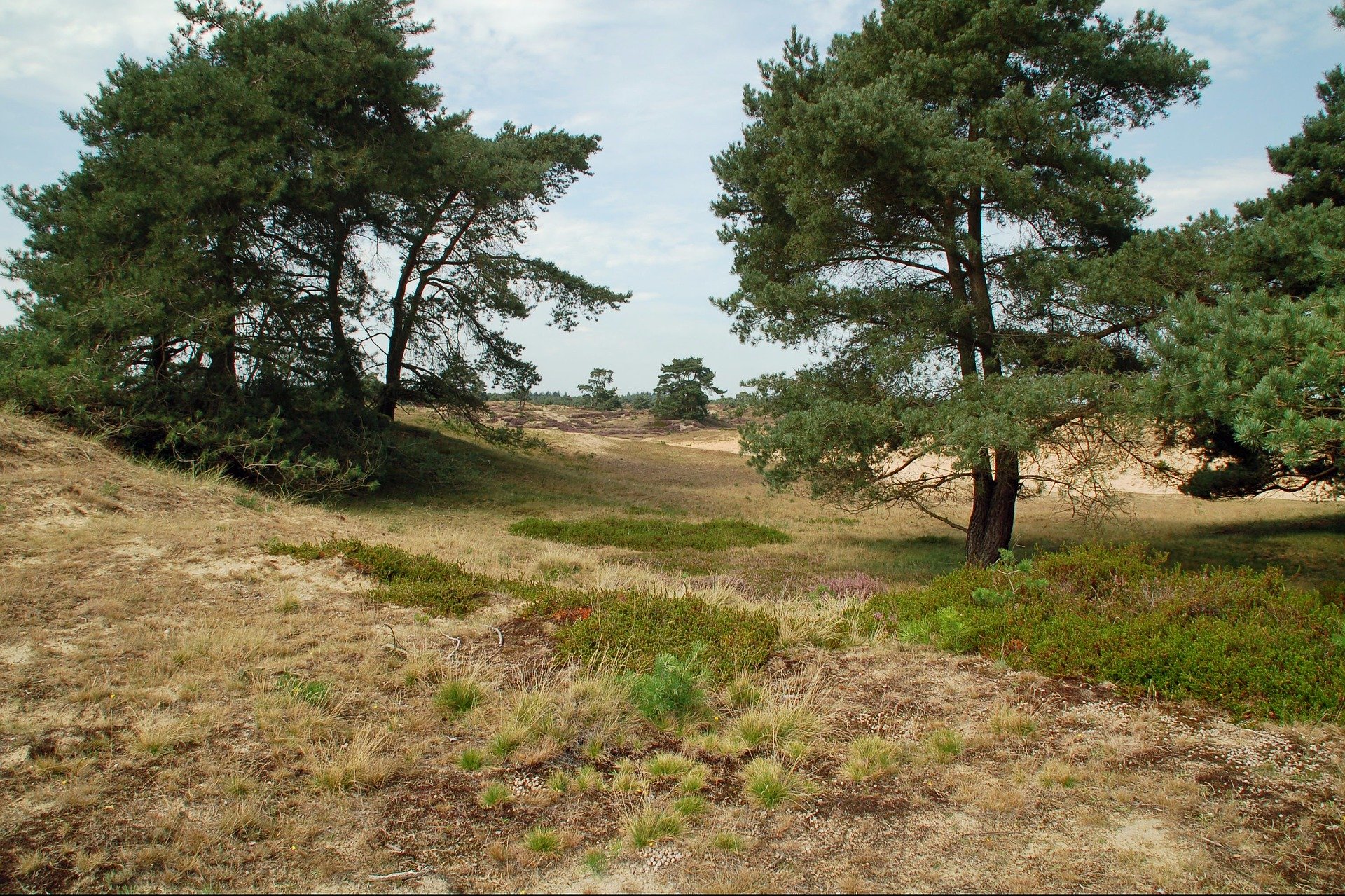 Nationaal Park Drents Friese Wold