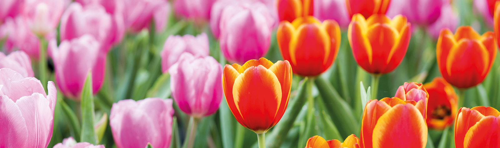 Tulpenroute arrangement 2026